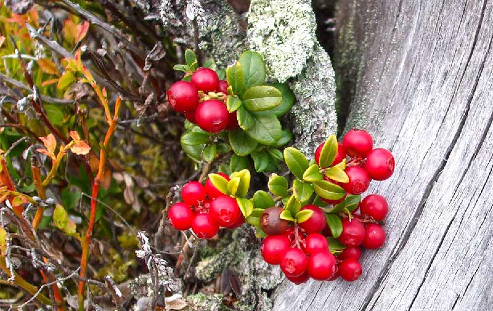 Berry & Mushroom Picking
